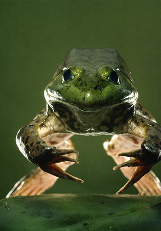 Animal - american-bullfrog