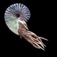 Animal - ammonite