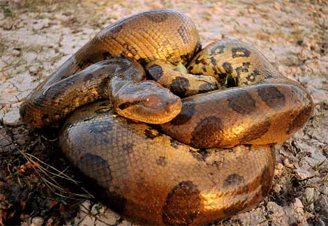 Animal - anaconda