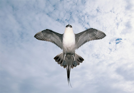 Animal - arctic-skua-jaeger