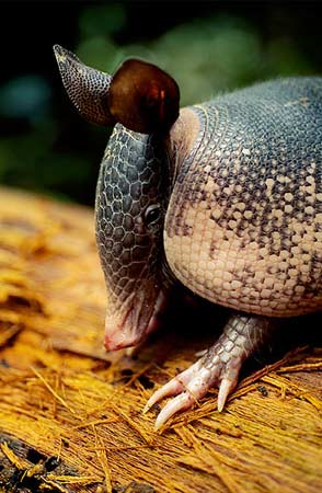 Animal - armadillo