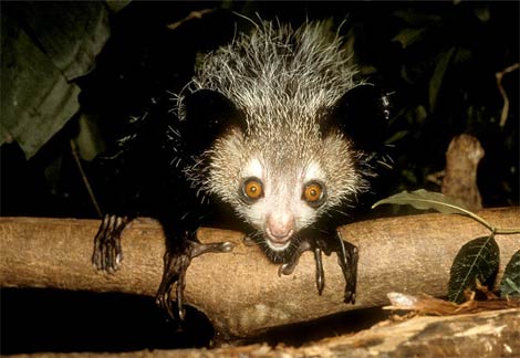 Animal - ayeaye
