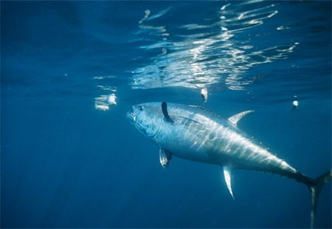 Animal - bluefin-tuna