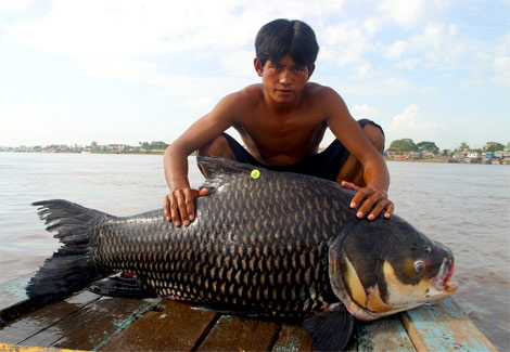 Animal - giant-barb