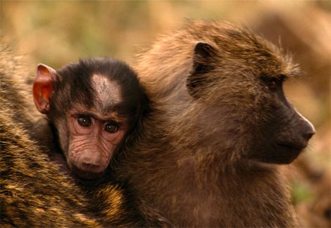 Animal - olive-baboon