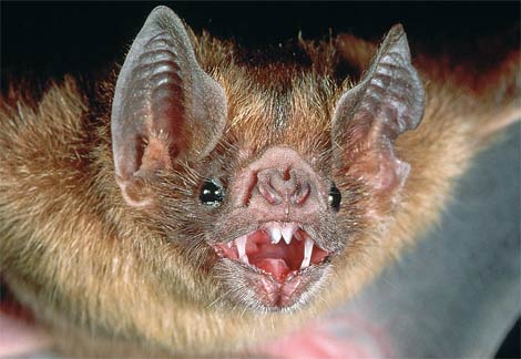 Animal - vampire-bat