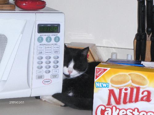 Lady Belle - Lady Belle's first day in the house. I guess she got so tired out from inspecting and investigating everything that she fell asleep right next to the microwave.