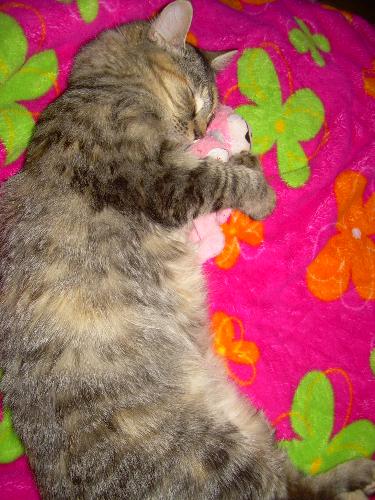 my daughters xmas Kitten - My daughters X-Mas Kitten Paperica