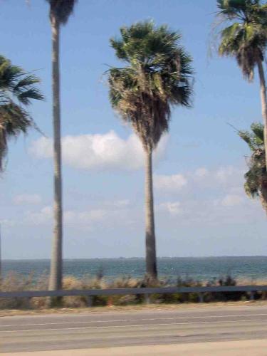 palm trees on the way to the ocean - .