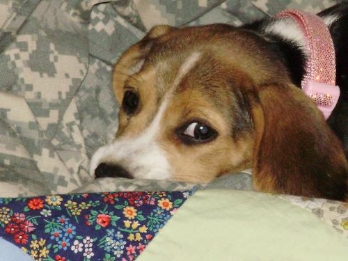 My dog 'Beans' - Taken when she was a puppy