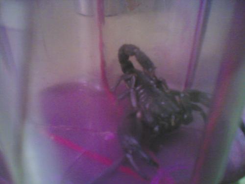 scorpion - well this was my pet now dead and gone i had it for three months or so 