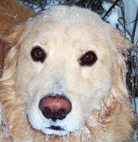 This is Bailey - Bailey is our 9yr old Golden Retriever Great Pyrenees Husky Mix. He is our 'hero' dog and is responsible for saving our 9yr old's life when he was five years old. Our son was diagnosed diabetic that day..after several doctors missed it...but Bailey didn't and wouldn't back down until we did something..he risked his life that day as he threatened to turn on us rather than back off of what he knew was the right thing..something was wrong with his boy..and his boy was almost in a diabetic coma with a blood sugar of 890 and still conscious. To this day we are not sure how he figured that out but we believed him...and he still warns sometimes of lows and extreme highs. On top of that he is an expert sled/cart dog..strong as an ox and healthy as a horse. Bailey has a personality flaw, but other than that..he's a great dog. We say about Bailey that he is the 'BEST DOG EVER'...but he is not a very 'NICE DOG' at all...grinz. But we forgive him some of his 'cantankerousness' because well, its the least we can do :) He actually has his own bus pass and is a service dog. We don't use his skills for that though as he already does too much and really we don't want to stress him any more than he already stresses himself.