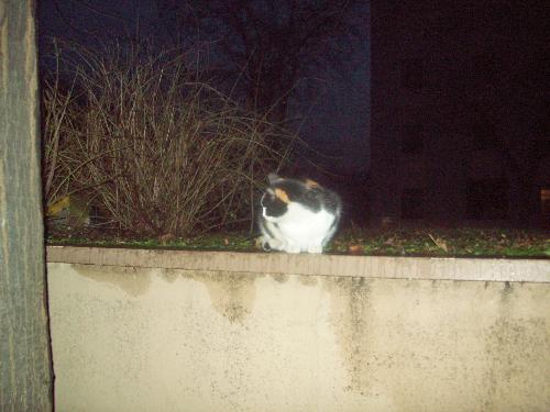 Lillina cat in the night - This is Lillina, a very cute cat in the night