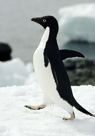 Animal - adelie-penguin