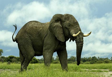 Animal - african-elephant