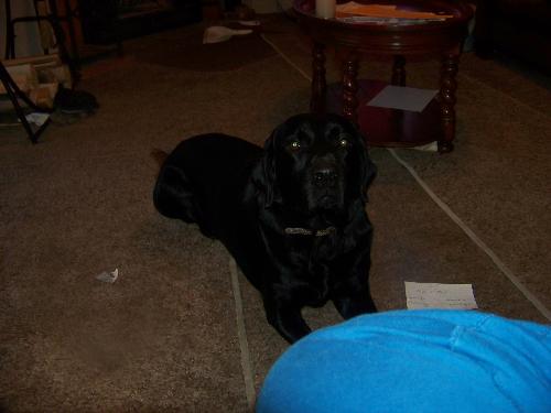 my big baby - My big baby's name is zeus. He is purebred black lab. he goes with me every moreing down to the store to get my morning coffee. He sits in the passenger seat like he is the king of all dogs. He just so much fun but yet a pain in the butt. I try to talk on the phone he accually makes it very impossible by nudging your elbow or hand or he will dig at your feet until you pay attention to him