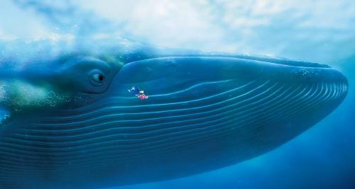 finding nemo - Whale from the movie findingnemo