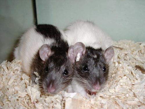 Luna and Kitten. lovely ratties - my lovely rats. Luna and Kitten.