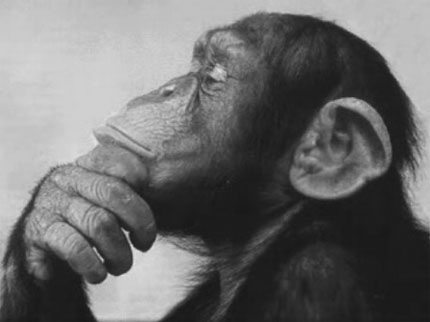 Monkey - An image of a chimp thinking.