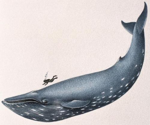Animal - bluewhale