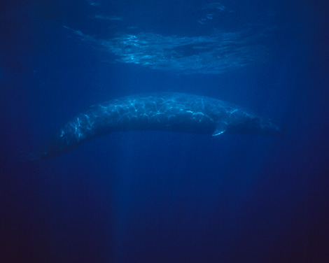Animal - blue-whale