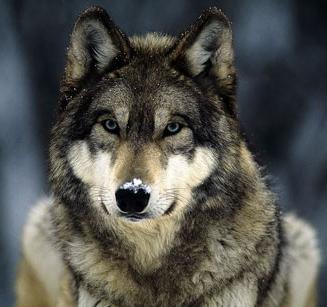 Animal - grey-wolf-snow