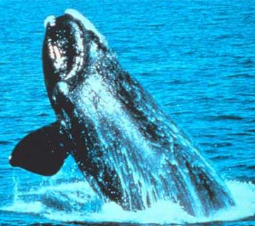 Animal - right-whale