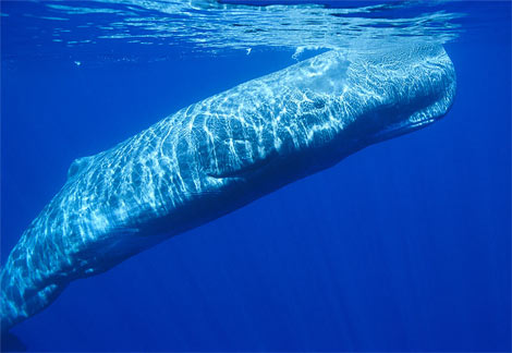 Animal - sperm-whale