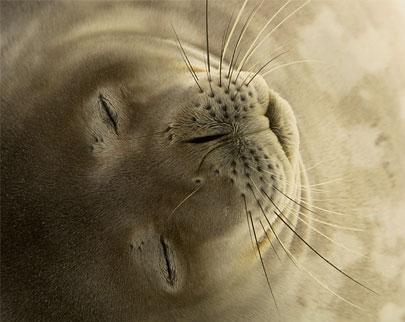 Animal - weddell-seal-sleeping