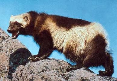 Animal - wolverine