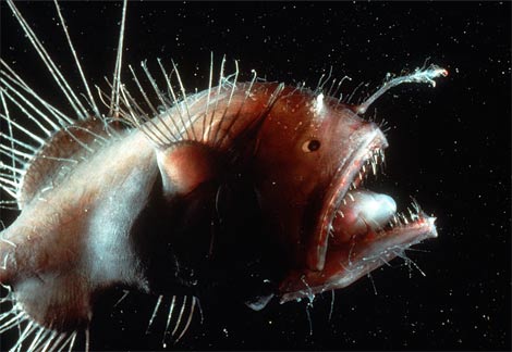 Animal - anglerfish