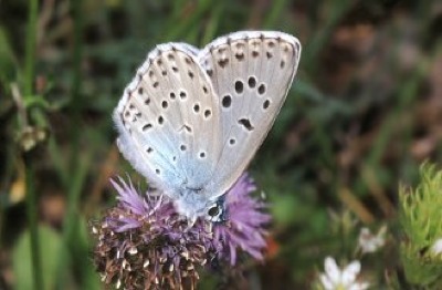Animal - blue butterfly