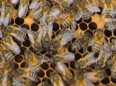 Animal - bee