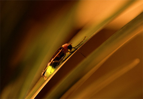 Animal - firefly