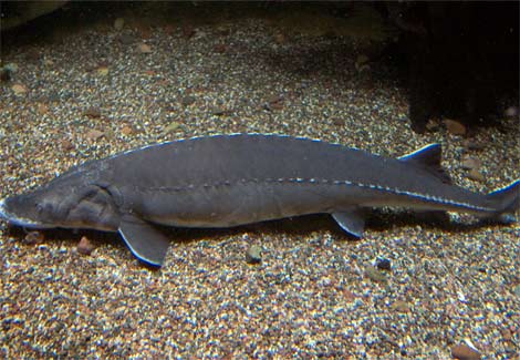 Animal - lake-sturgeon