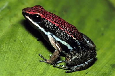 Animal - poison-frog