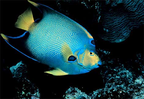 Animal - queen-angelfish