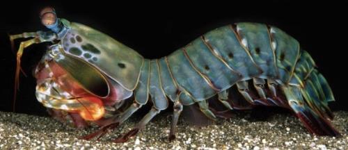 Animal - pistol-shrimp
