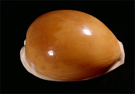 Animal - golden-cowrie