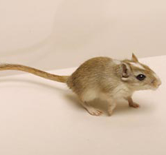 Pet Gerbil - The desert animal call 'Gerbil'. They have similar appearance as the mouse, but they have bigger and stronger back leg. They are famous pet in lots of country because they are cute and nice. I want it as a pet too, but in Thailand, not many people have them as their pet. It is a bit hard to find good-quality Gerbil.
