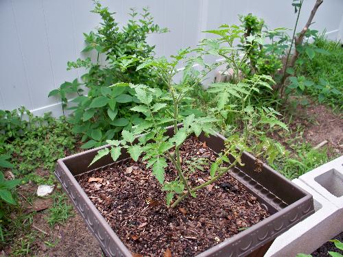 one pot of tomatoes - tomatoes grow well in containers