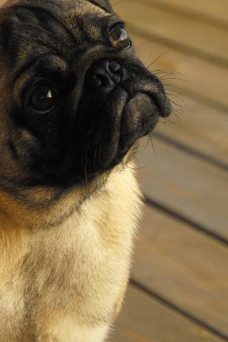 Chow Ling - My pug, who is going on about 1 year now, as he looks at my fiance in-between play sessions.