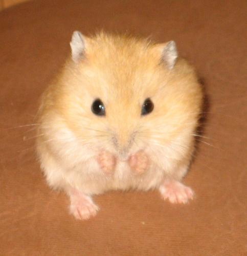 a draft hamster - this is a male draft hamster