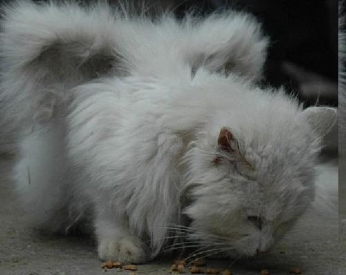 winged kitty from China - Scientists believe it may a twin not quite separated during gestation. Or it may be a malformation from the mother ingesting a chemical during her pregnancy or a malformed chromosome.