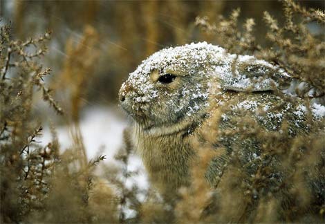 Animal - cottontail hare