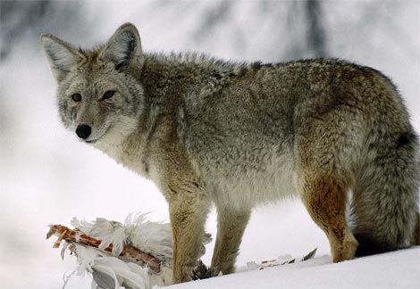 Animal - coyote