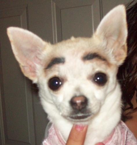 Chiquis with a little makeup. - It's amazing what a kid can do when she is bored. The good thing is that she used eye liner and its not toxic for my dog.