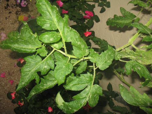 Picture of my tomato plant with spots on leaves - Here is a picture of my tomato plant with spots on leaves. 