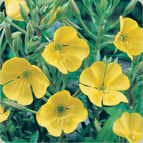 Picture of evening primrose - Evening primrose basically found in North and south America.