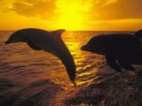 sunset dolphins - Dolphinds playing with sunset background